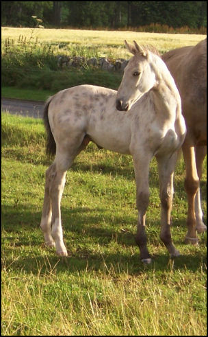 Buckskin spotted colt